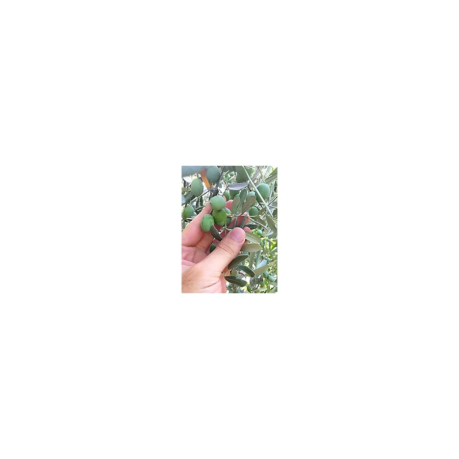 Nura Botanik Videolu Özel Gemlik Zeytin Fidesi (70 100 CM)1 Adet Saksılı/tüplü Dış Mekan Ağacı