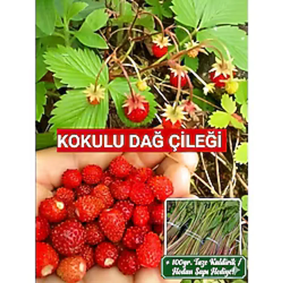 Nutyen 10 Adet Karadeniz Kokulu Yabani Dağ Çileği Fidesi Açık Köklü (10-20 CM) + 100 Gr. Hodan-Galdirik Otu