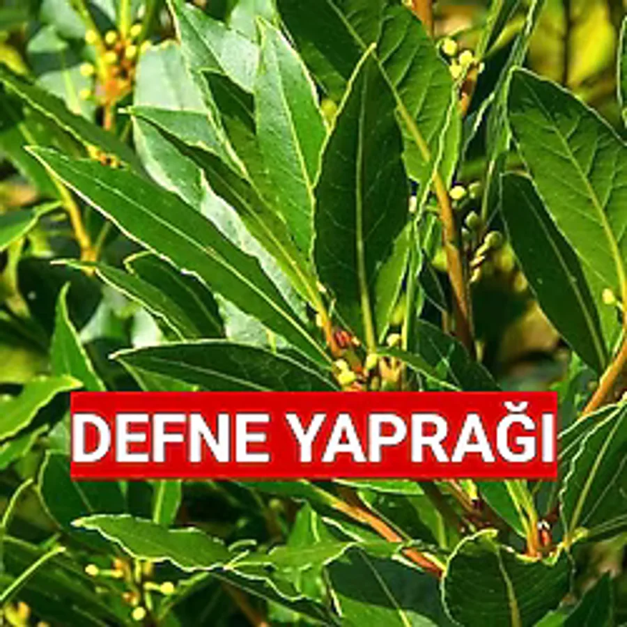 Nutyen İlaçsız Gübresiz 25 Gr. Yaş Defne Yaprağı (Günlük Dalından Toplama)