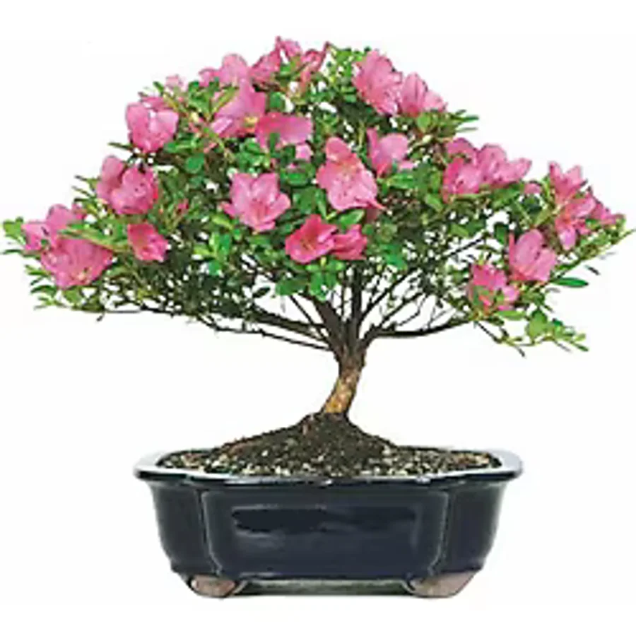 Orkide Bonzai Ağacı Tohumu 5 Adet Bonsai Ağacı Tohumu