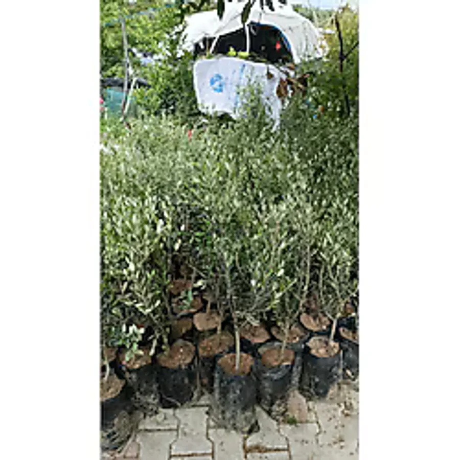 Özyurt Fidancılık TÜPLÜ HALHALI ZEYTİN FİDANI 5 YAŞ