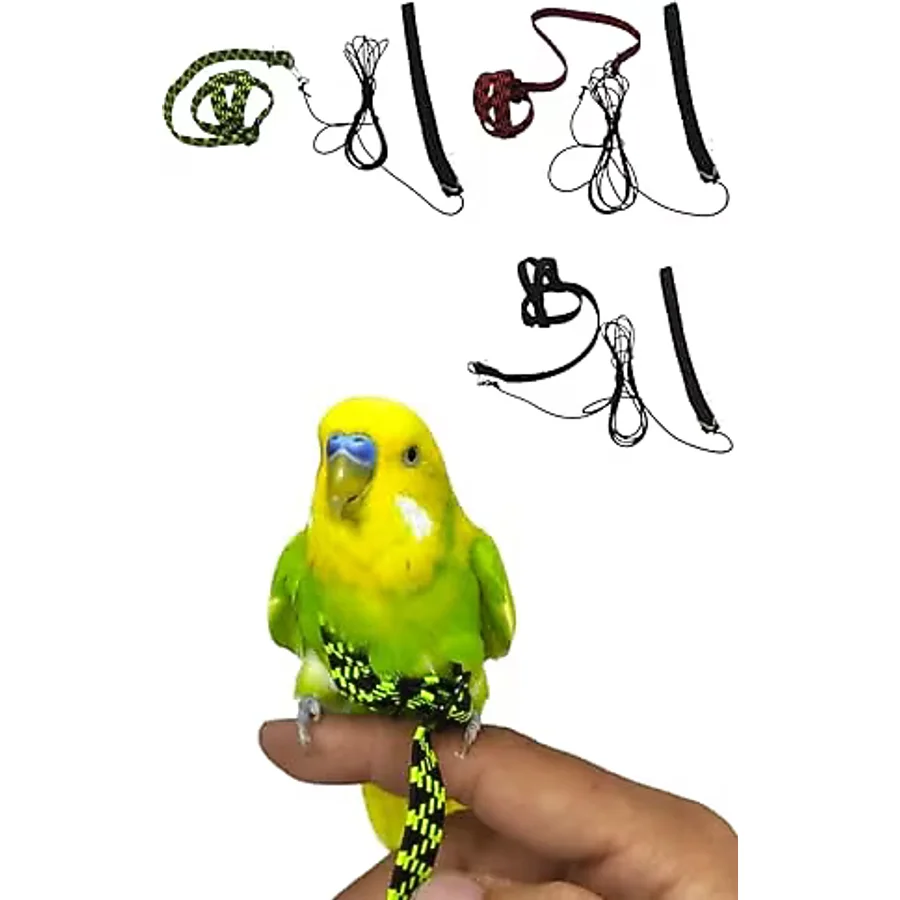ozzipetshop Forpus Papağan Tasması