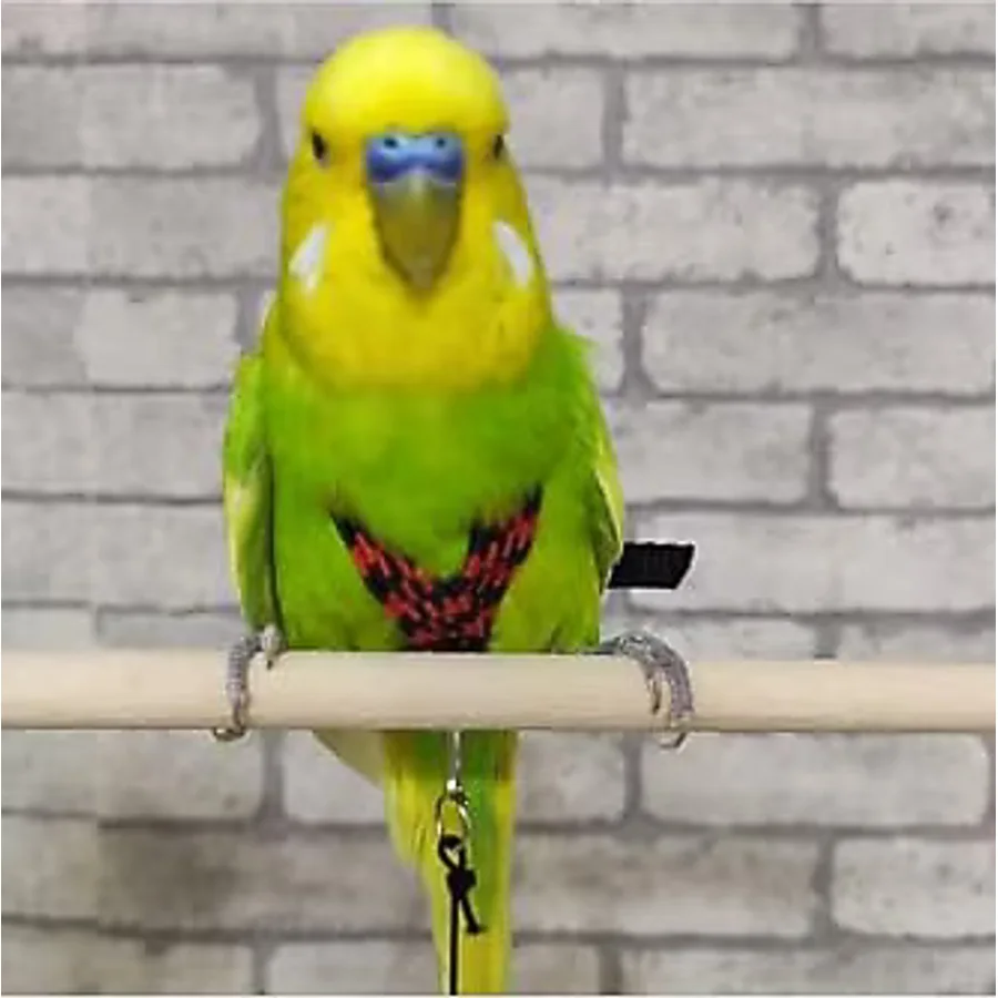 Ozzipetshop Muhabbet Kuş Tasmasi + Süpriz Hediye
