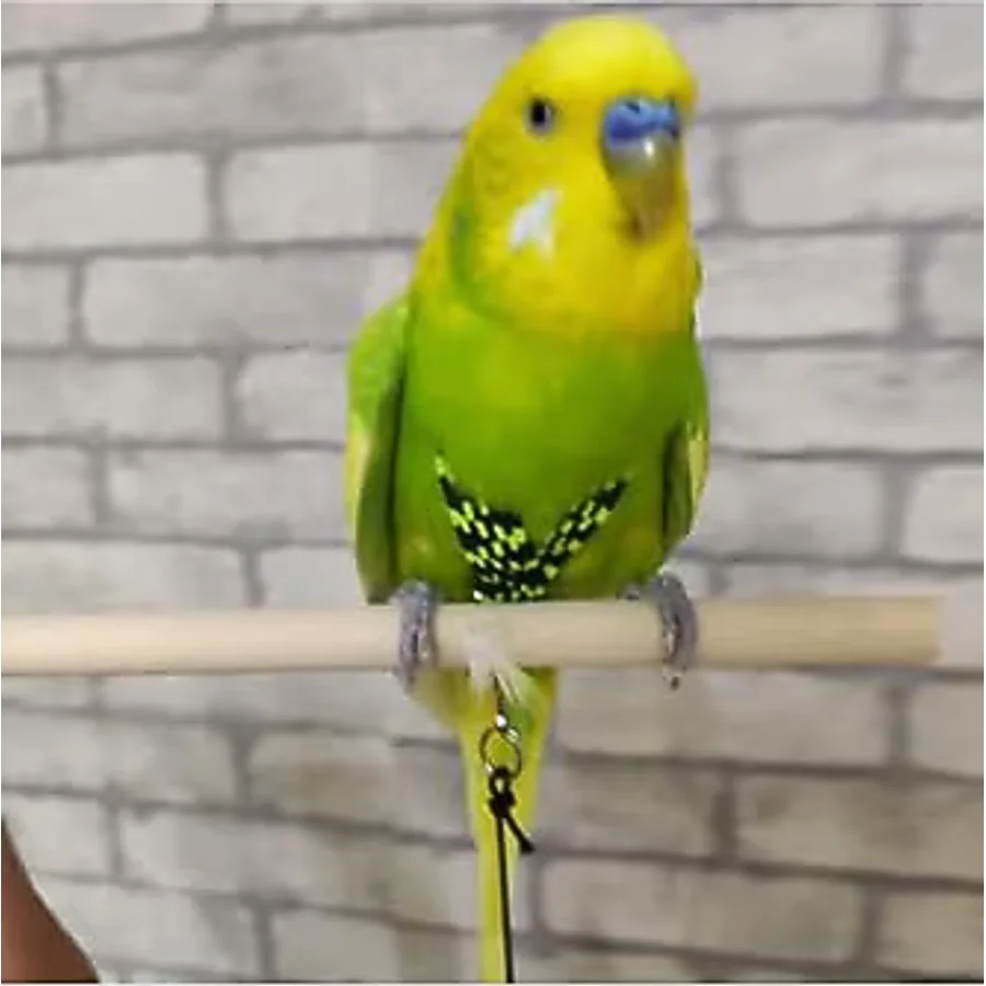ozzipetshop Muhabbet Kuşu Tasmasi Yeşil Siyah + Süpriz Hediye