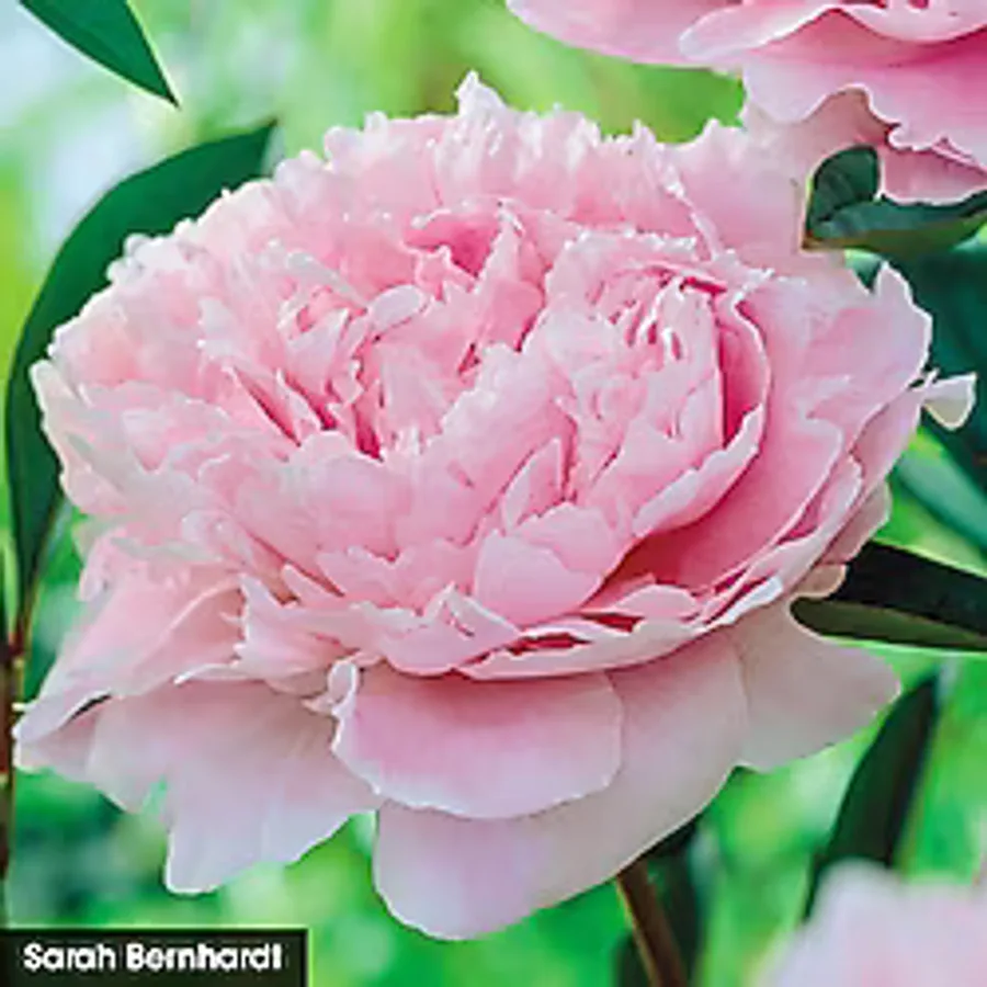 Peonies Festiva Maxima Pink Şakayık Çiçeği Yumrusu-Rizomu 1 Adet
