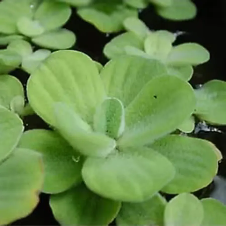 Pistia Su Marulu Bitkisi, Akvaryum Suyu Temizler ve Filtreler