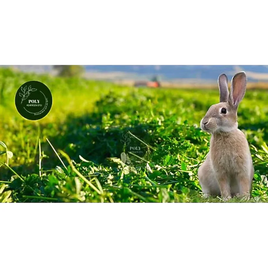 Poly Kemirgen Dogal Kuru Yonca Kemırgen Otu-Tavsan-Gınepıg-Hamster 1000 Gr