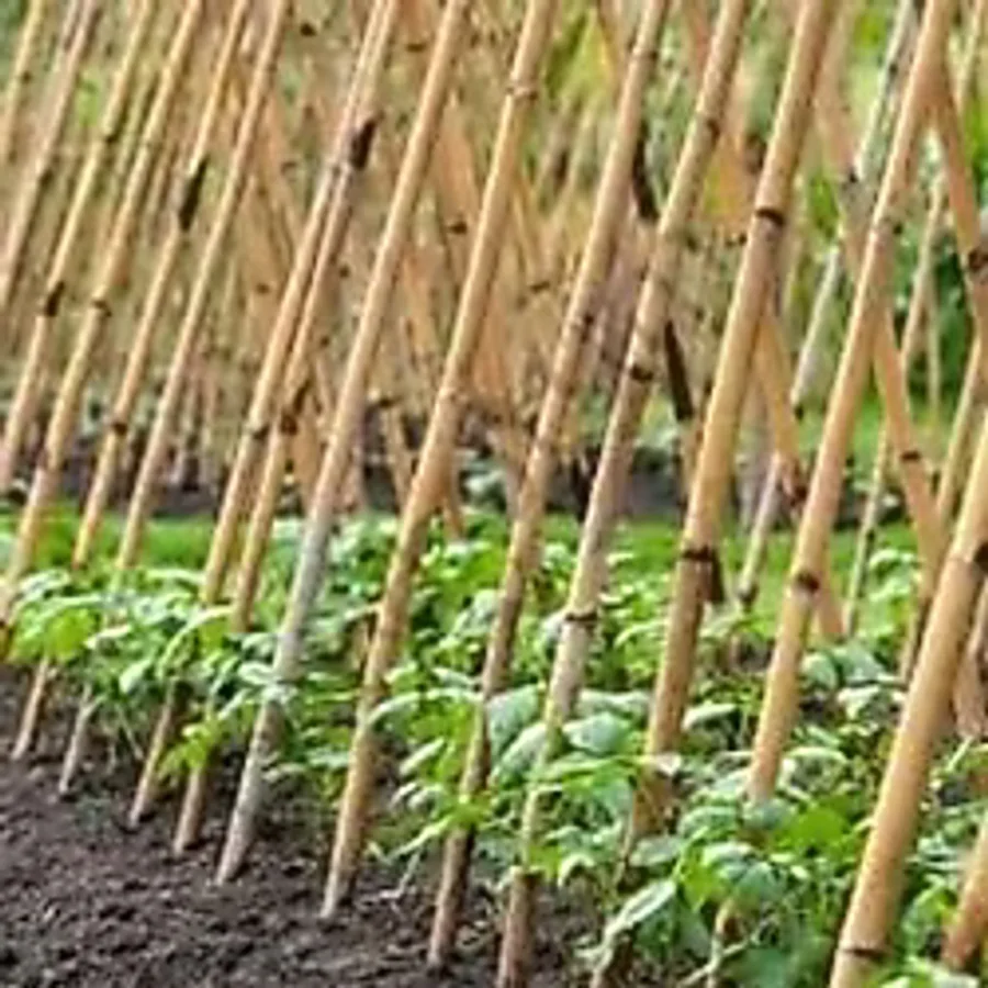 POLYBOTUM Bambu Bitki Destek Çubuğu 100 cm 10'lu Saksı, Bahçe, Sarmaşık ve Çiçekler İçin Doğal Destek