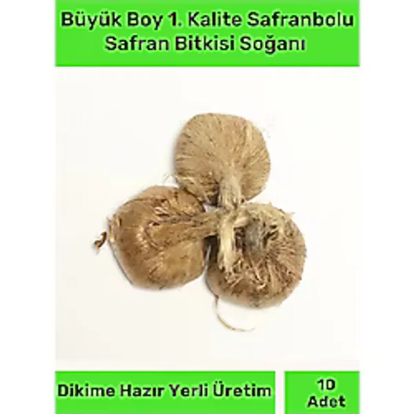 Premium Dikime Hazır Yerli Üretim Büyük Boy 1. Kalite Safranbolu Safran Bitkisi Soğanı
