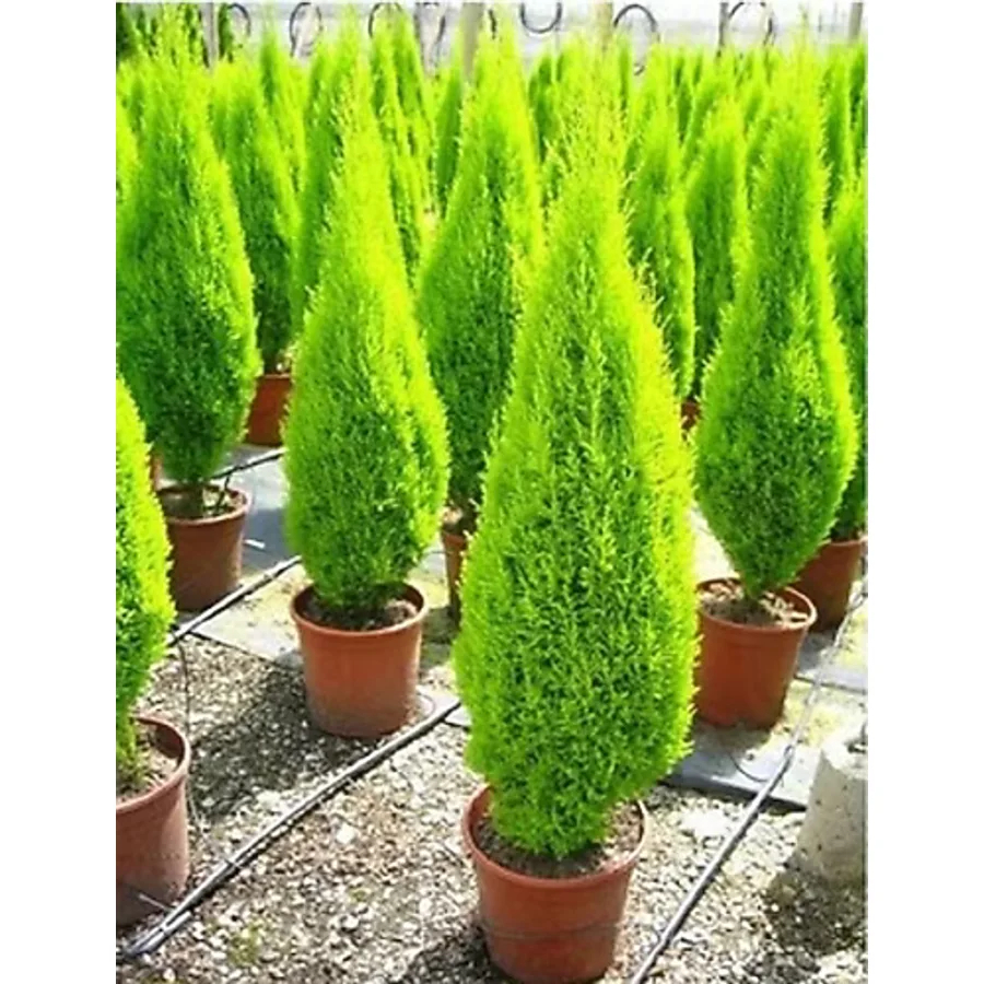 prestijiseed Eko Paket 50 Adet Servi Limon Ağacı Tohumu Limon Servi Ağacı Tohumu Bodur Limon Çamı Tohumu