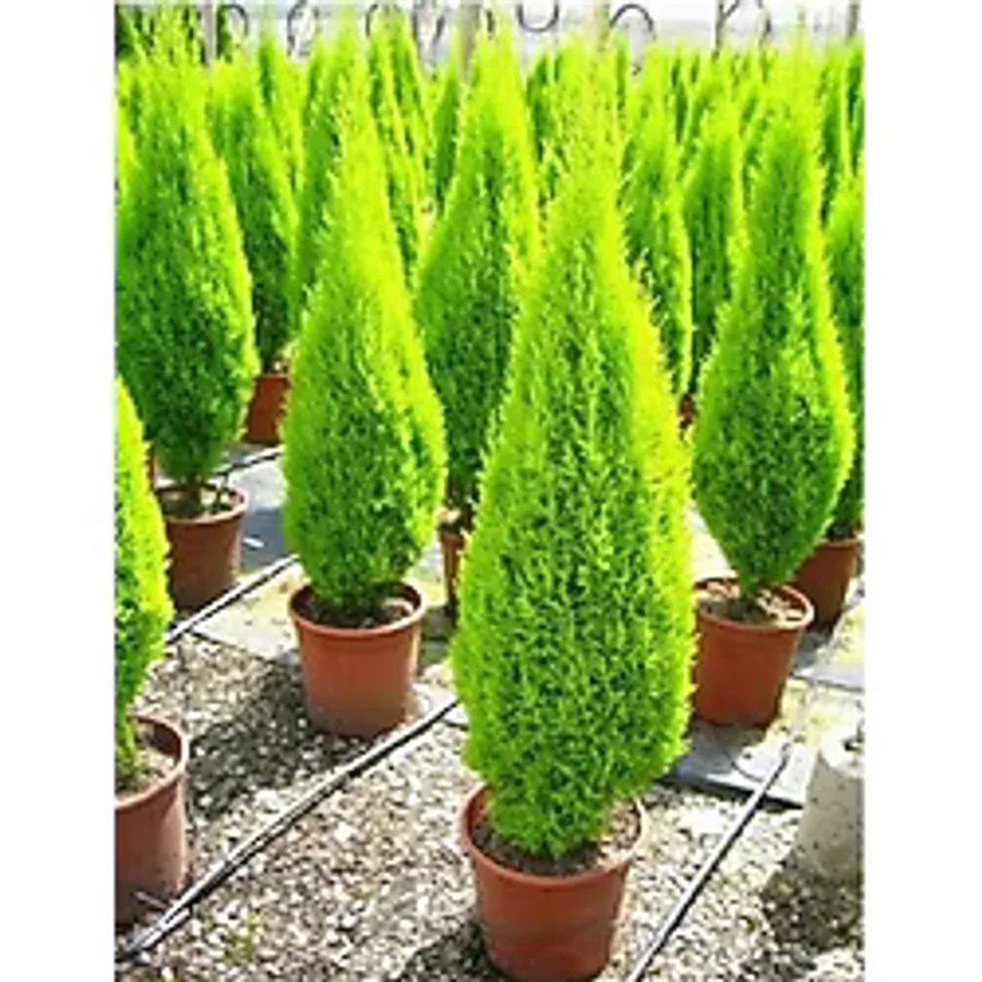 prestijiseed Eko Paket 50 Adet Servi Limon Ağacı Tohumu Limon Servi Ağacı Tohumu Bodur Limon Çamı Tohumu