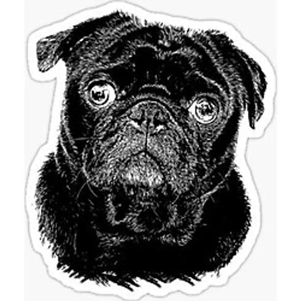Pug Irkı Cinsi Köpek Sticker Araba Oto Yapıştırması 17CM N1