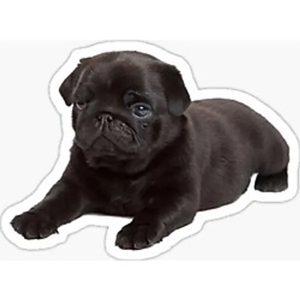 Pug Irkı Cinsi Köpek Sticker Araba Oto Yapıştırması 17CM Z6