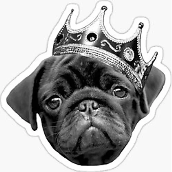 Pug Irkı Cinsi Köpek Sticker Araba Oto Yapıştırması 17CM Z7