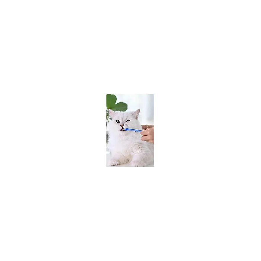 Pugalo Kedi Diş Fırçası 4'Lü