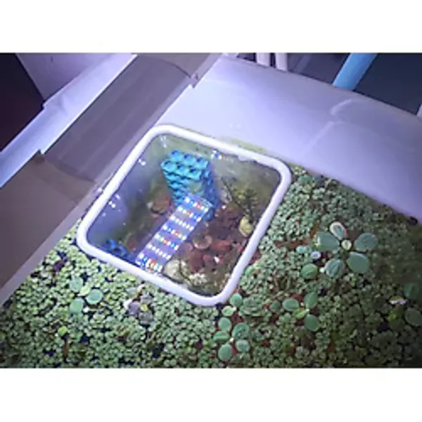 Pureysma Akvaryum Balık Besleme Halkası - 15x15 Cm Yüzen Kare Yemleme Alan