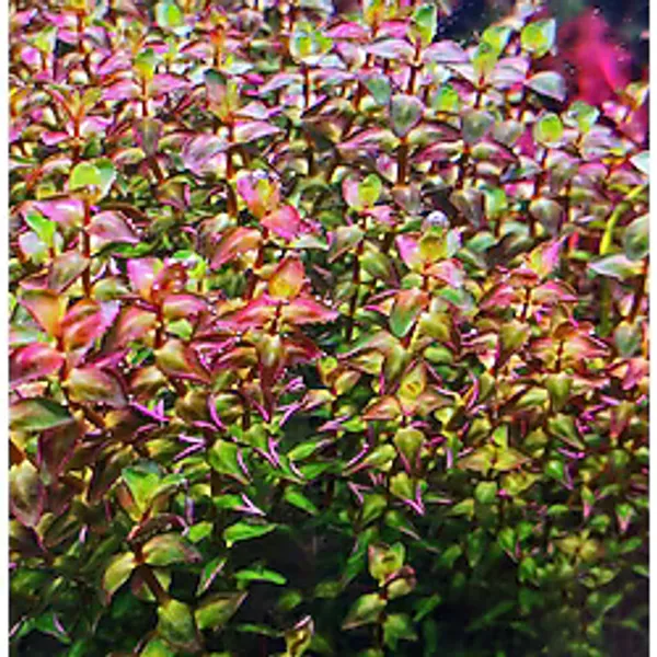 Rotala Macrandra Mini Pink Akvaryum Bitkileri Akvaryum Bitkisi 5 Dal