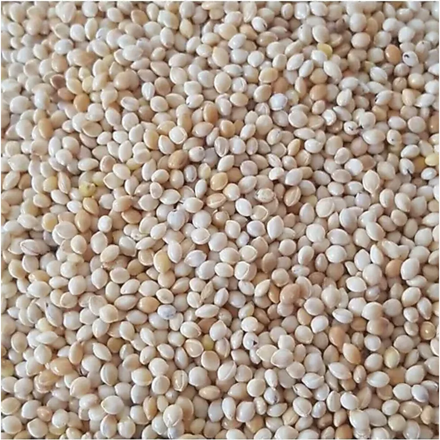 Sade Ak Darı Muhabbet Kuşu Yemi 5 KG