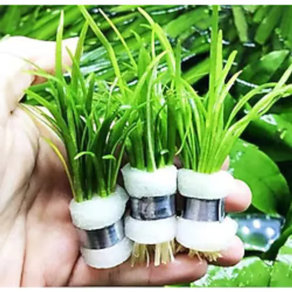Sagittaria Subulata 1 Bağ 2-4 Kök Akvaryum Zemin Bitkisi Canlı Akvaryum Bitkisi