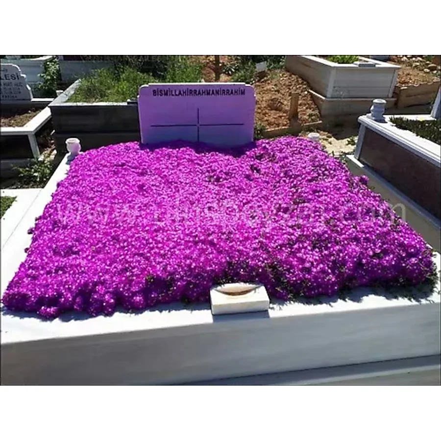 Saksılı Mor Acem Halısı Fidanı 5-15 Cm 10 Adet