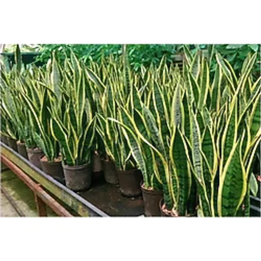 Sarı Çizgili Kılıç Çiçeği Peygamber Kılıcı Paşa Kılıcı 20-30 Cm