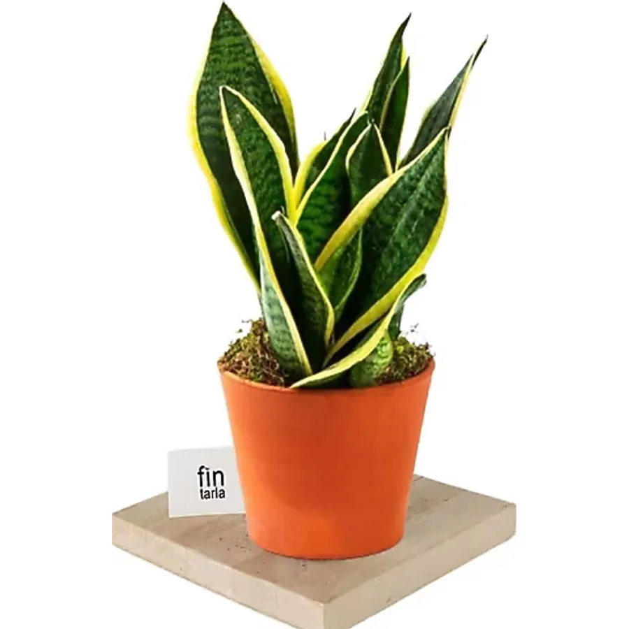 Sarı Çizgili Sansevieria Paşa Peygamber Kılıcı Çiçeği 10-20 Cm