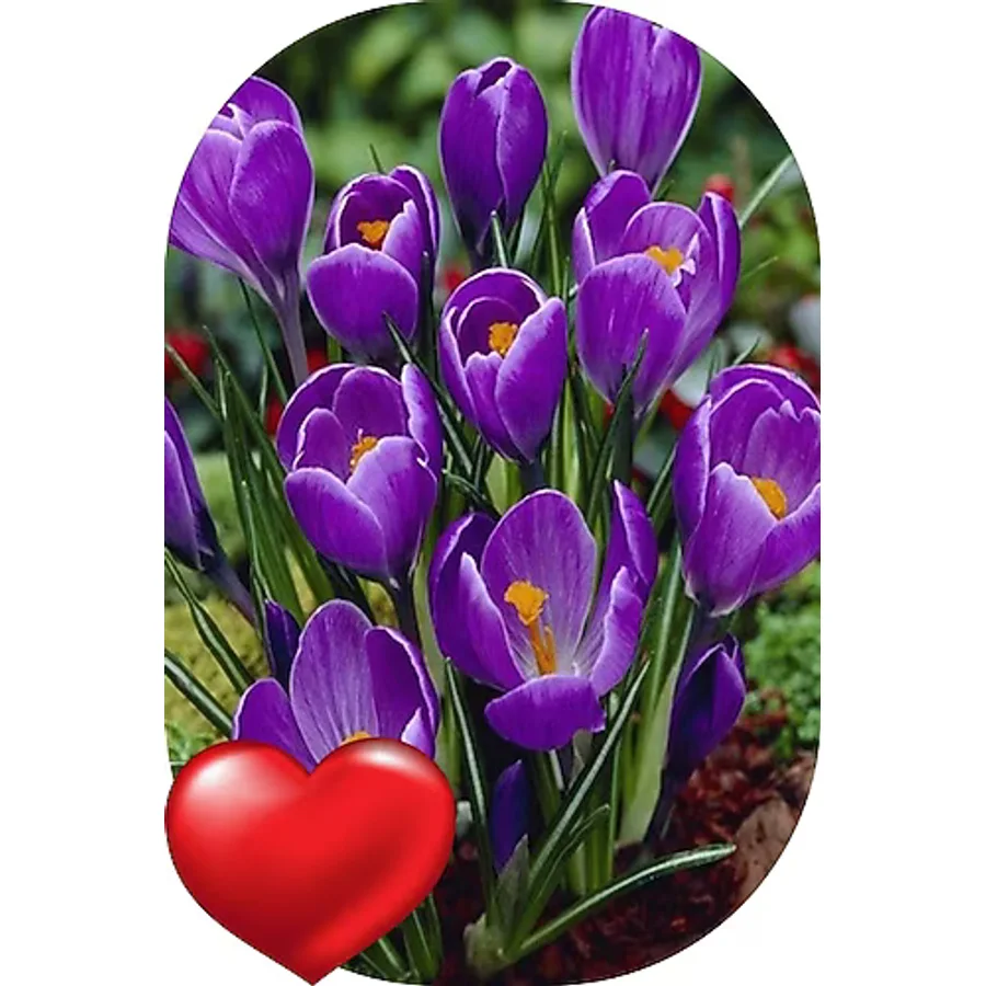 Sarı Tarım 45 Adet Safranbolu Gerçek Safran Soğanı Crocus Sativus