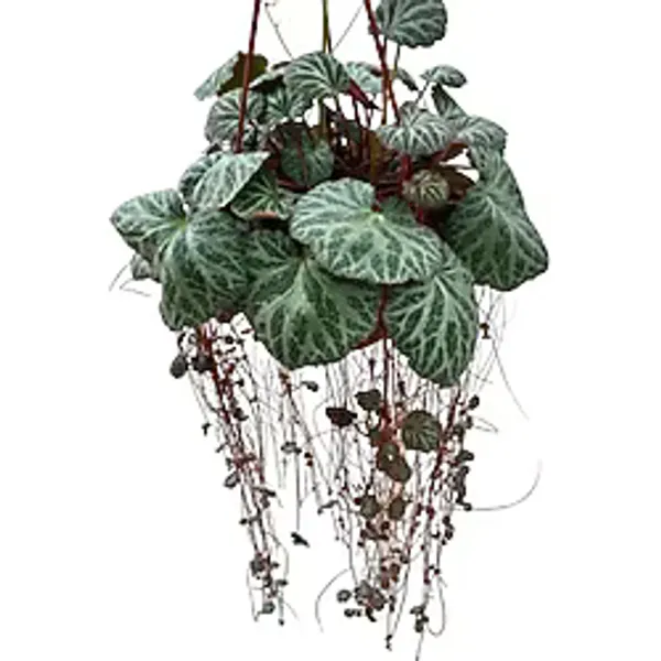 Saxifraga Stolonifera (Gelin Teli Çiçeği)