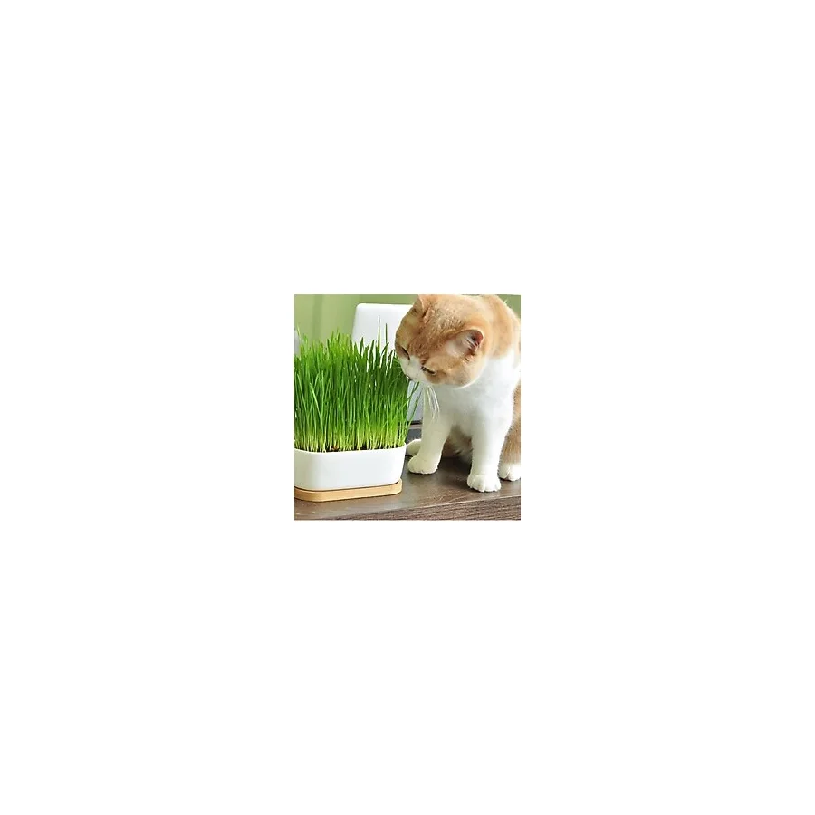 Şenler - Kedi Çimi İçin Doğal Buğday Tohumu 500 Gr