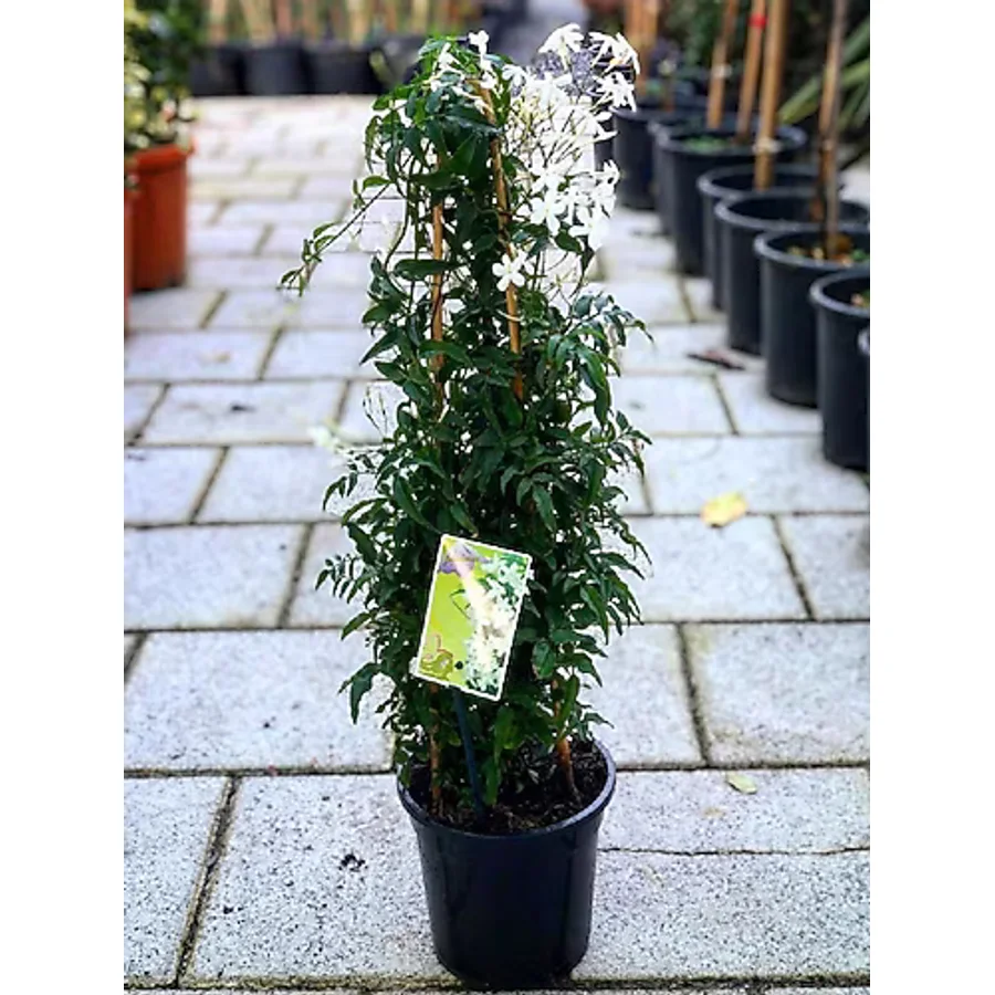 serada decor & plant Ada Yasemini, Harika Koku 50-70Cm Yeni Ürün Kampanyalı Fiyat