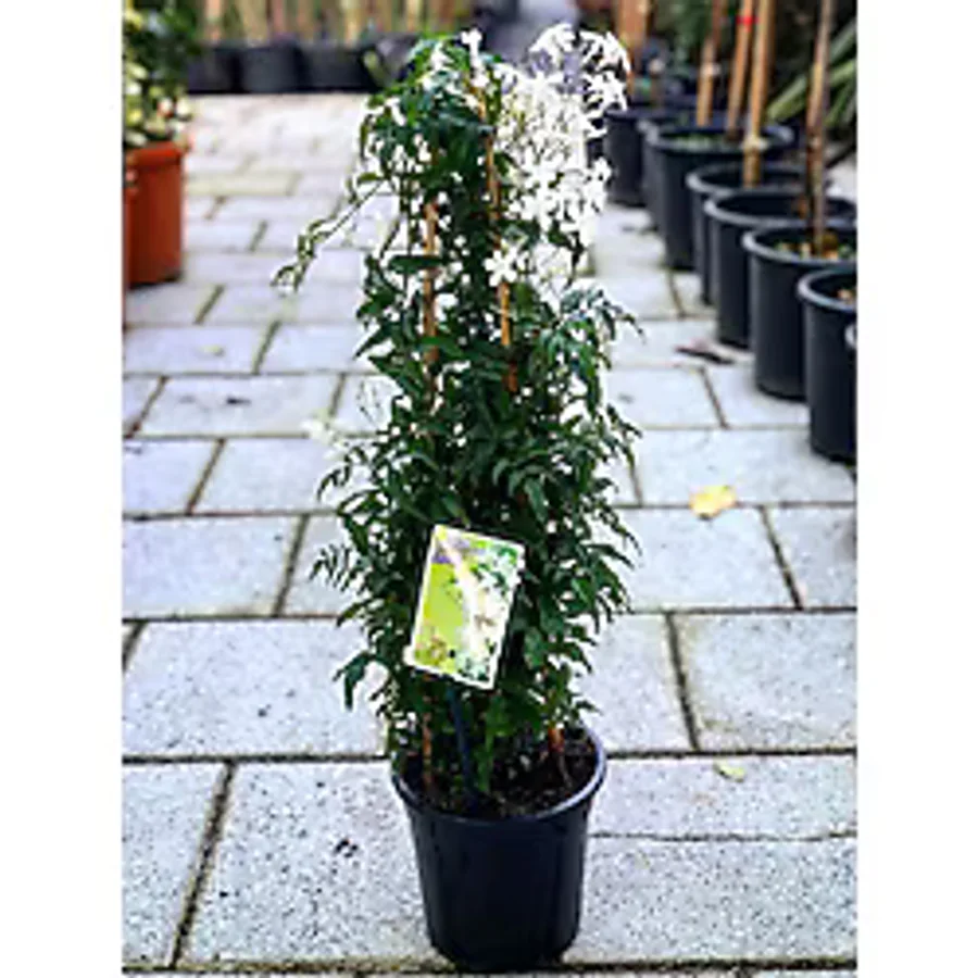 serada decor & plant Ada Yasemini, Harika Koku 50-70Cm Yeni Ürün Kampanyalı Fiyat