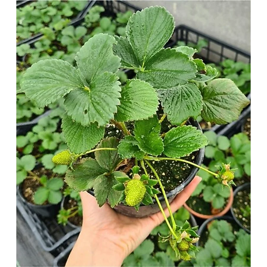 serada decor & plant Çilek Fidesi Kokulu Yediveren Çilek 13 Cm Saksıda