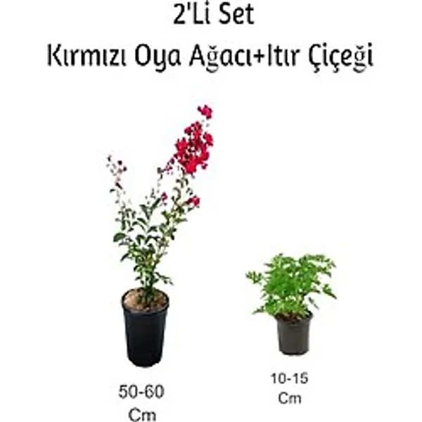 serada decor & plant Kırmızı Oya Ağacı + Itır Çiçeği Dış Mekan Bitkisi, 2'li Set, Çok Renkli