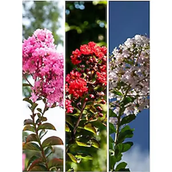 Serada Decor & Plant Lagerstroemia Indica Oya Ağacı, 30-50 cm, 3 Adet, Beyaz Kırmızı Pembe Renkli, Dış Mekan Ağacı