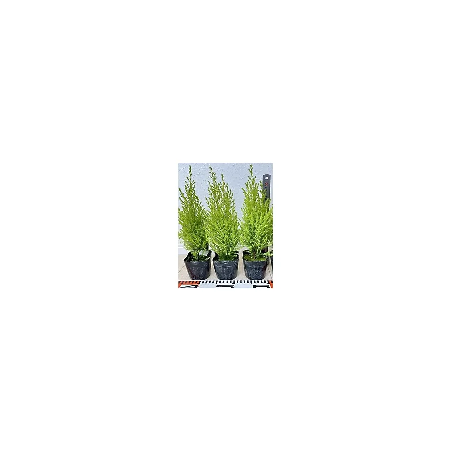 serada decor & plant Limoni Limon Çamı Fidanı 20 ADET Tüplü (15-20cm) Dış Mekan Bahçe Dekorasyon Ağacı