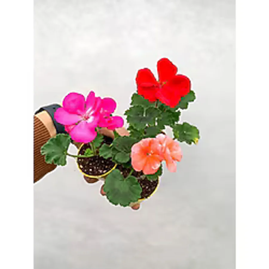 serada decor & plant Mini Saksıda Sardunya Fidesi Karışık Renk