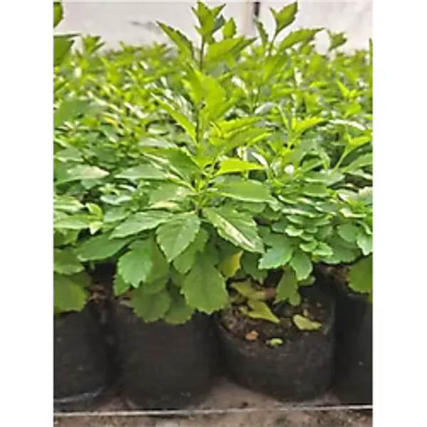 serada decor & plant Mor Çiçekli Duranta Ağacı Fidanı, 40-70 cm, Tüplü, 2 Adet, Dış Mekan Bitkisi