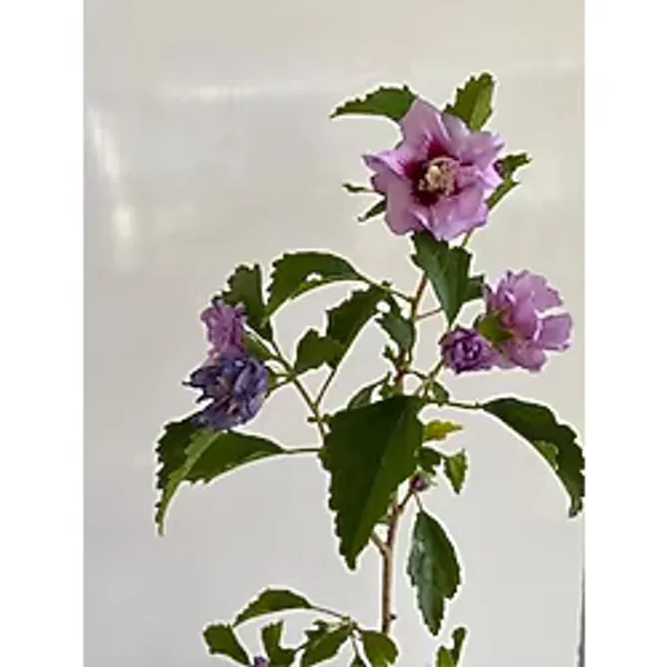 serada decor & plant Pembe Hatmi Çiçeği Ağacı, 40-70cm, Sakılı/Tüplü, Dış Mekan Bahçe