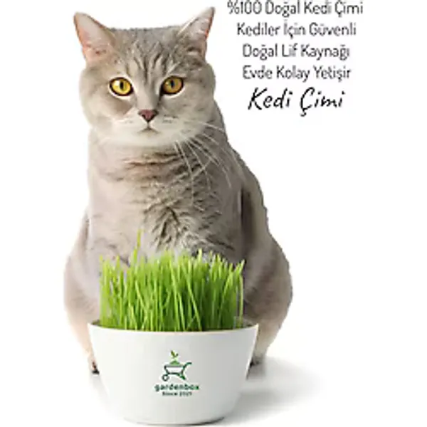 serada decor & plant Saksıda Yetişmiş Taze Kedi Çimi - Filizli Kedi Otu