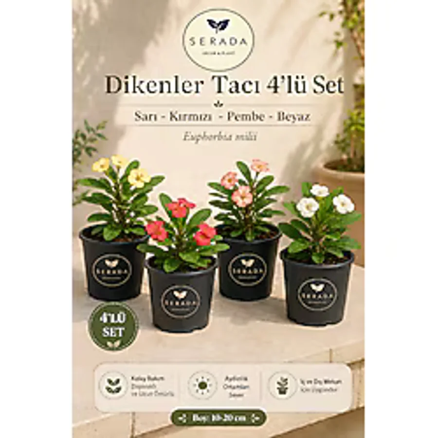 serada decor & plant Videolu 4'lü Dikenler Tacı Çiçeği(SARI-KIRMIZI-PEMBE-BEYAZ)10-15 Cm Tüplü Çiçekli Euphorbia Milii