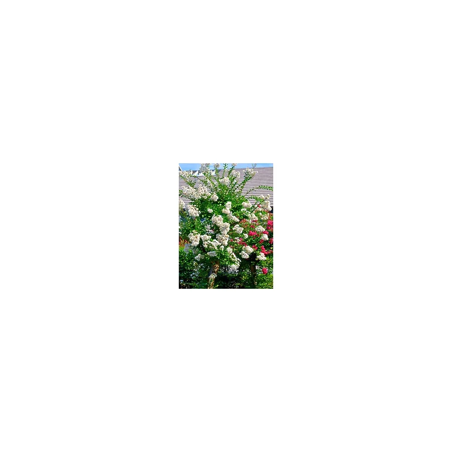 serada decor & plant Videolu Beyaz Çiçekli Oya Ağacı Fidanı (60 80 CM)1 Adet Saksılı Dış Mekan Ağacı Lagerstroemia Indica