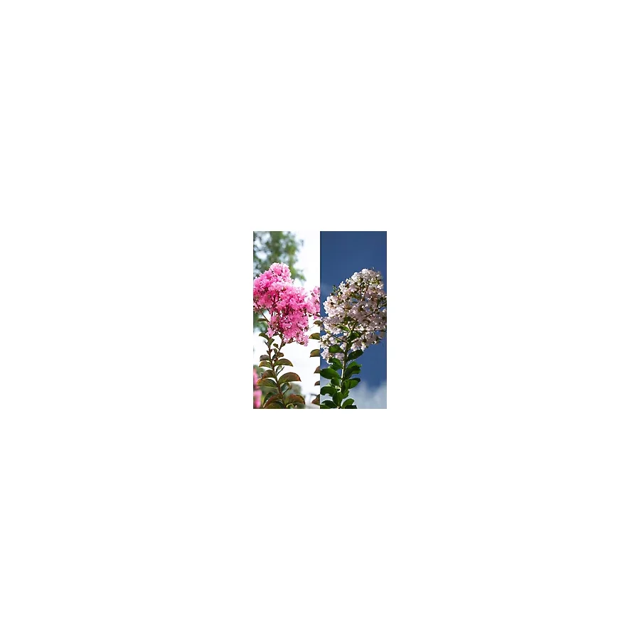 serada decor & plant Videolu Beyaz Pembe Renkli Oya Ağacı Fidanı (60 80 CM)2 Adet Dış Mekan Bitkisi Lagerstroemia Indica