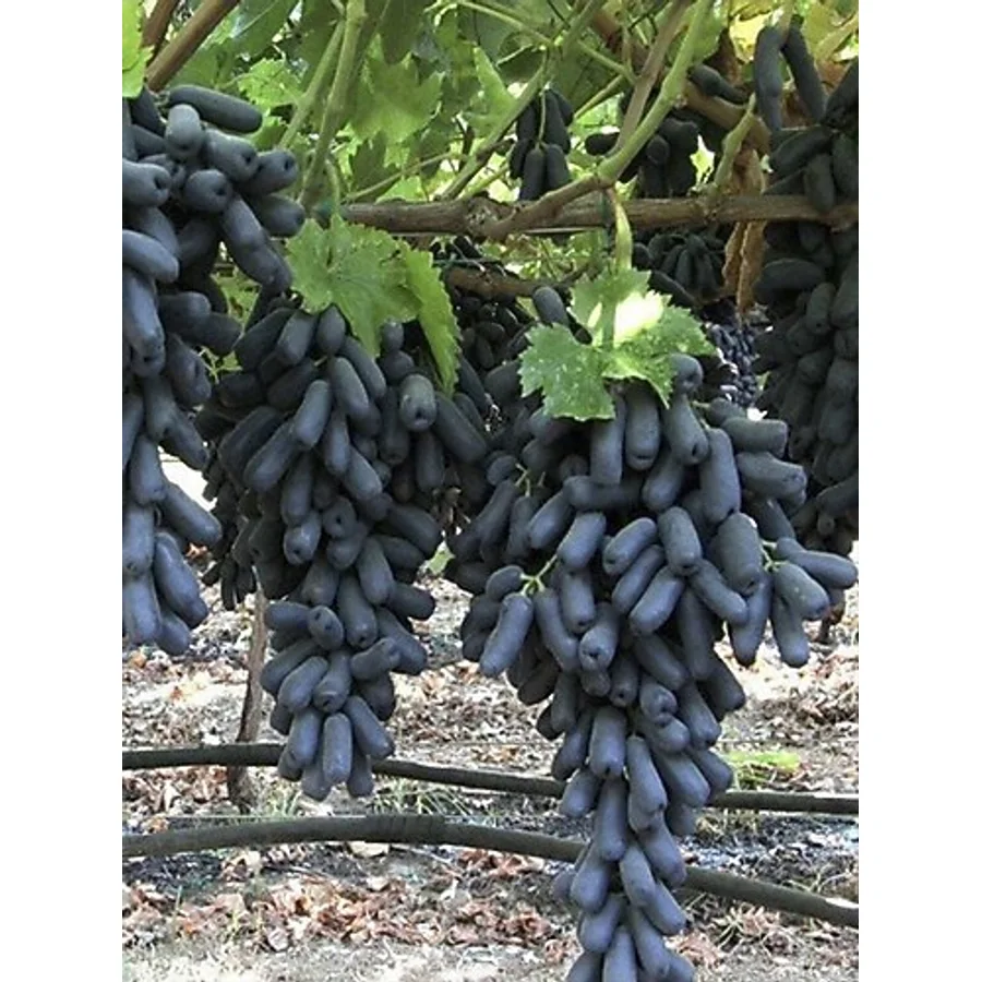 serada decor & plant Videolu Parmak Aşılı Üzüm Siyah Renkli (40 60 CM)1 Adet Dış Mekan Bitkisi Blackcurrant