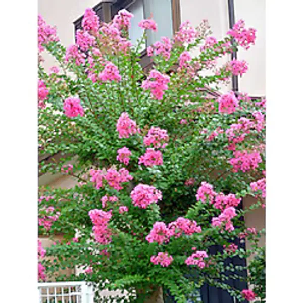 serada decor & plant Videolu Pembe Renkli Oya Ağacı (70 100 CM)1 Adet Saksılı Dış Mekan Bitkisi Lagerstroemia Lndica
