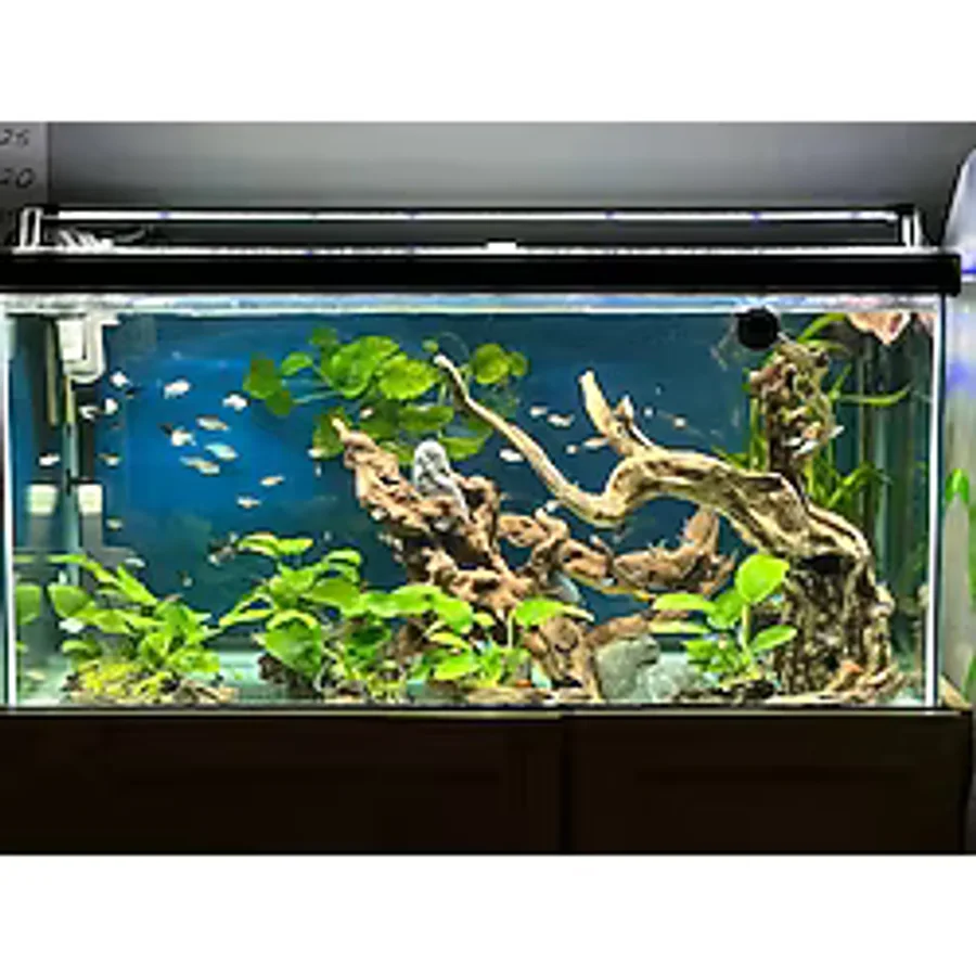 Shark Akvaryum Aydinlatma 4 Sira Osram Marka Ledli 566770147