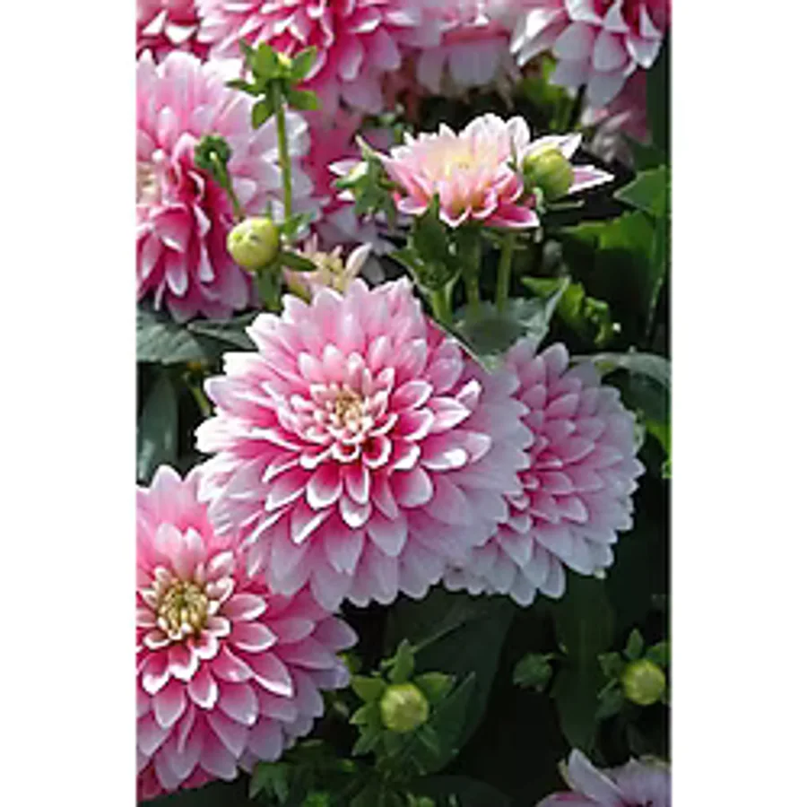 Soft Pembe Renkli Yıldız Çiçeği Soğanı 2 Adet