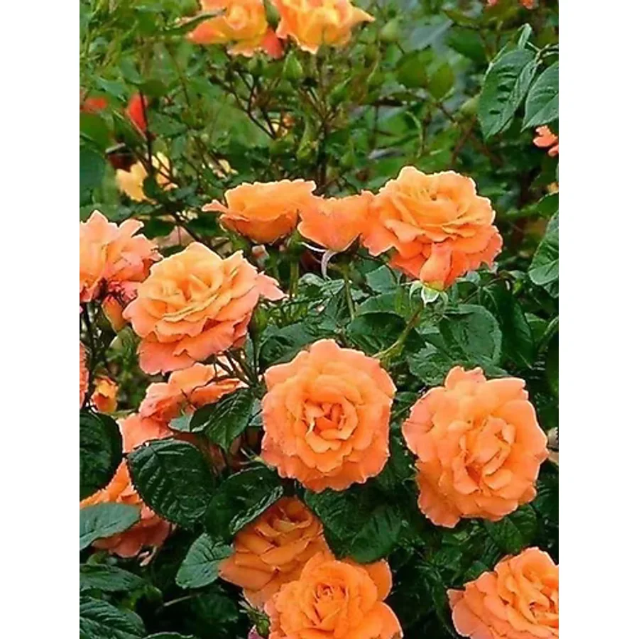 Somon Kayısı Yediveren Sarmaşık Gül Fidanı 15-25 Cm