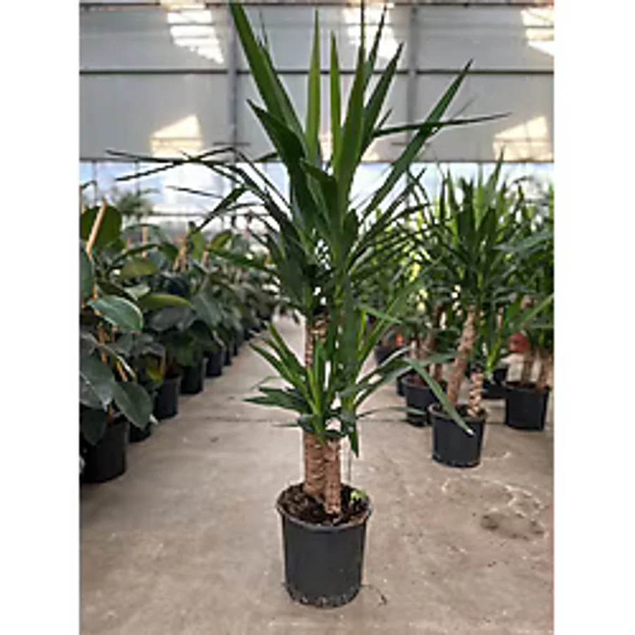 Su Plant Yucca - Yuka Bitkisi Iki Gövdeli Yucca Avize Çiçeği Canlı Salon Bitkisi 80 - 100 cm