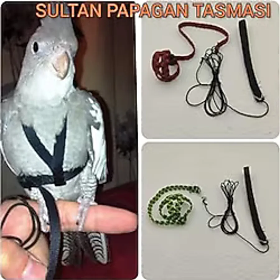 Sultan Papagan Gezdirme Tasmasi