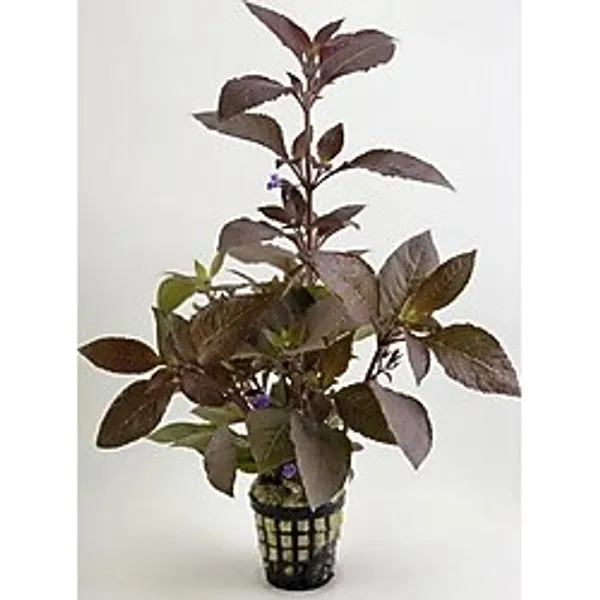 Svgpt Hygrophila Corymbosa Kızıl Limon Akvaryum Bitkisi No:5